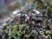 ミツバコンロンソウ 白 アブラナ科 100508 富士山麓 西臼塚 211_R