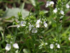 ゴマギ 白色 スイカズラ科 100508 富士山麓 西臼塚 222_R