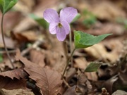 アケボノスミレ スミレ科 赤紫 100508 富士山麓 朝霧高原 030_R