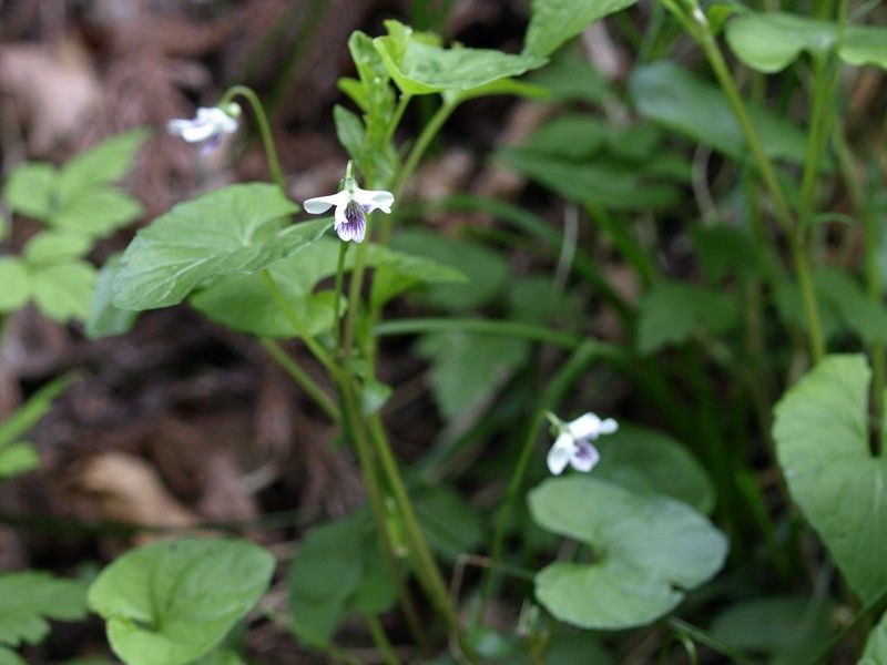 100517 鳴神山 010_R