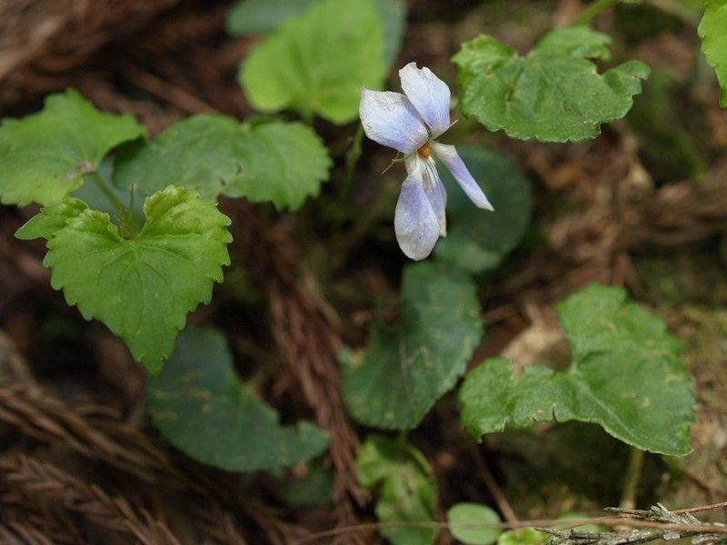 100517 鳴神山 037_R