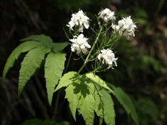 100517 鳴神山 029_R