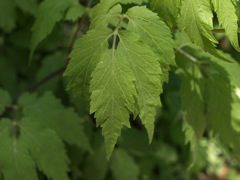 100517 鳴神山 031_R