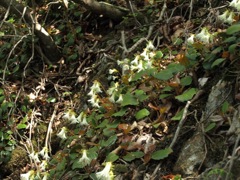 100517 鳴神山 092_R