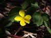 キスミレ 2　スミレ科　黄色　100601 韓国・雪岳山 246