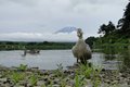 精進湖にて・・アイガモでしょうか
