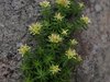 マツノハマンネングサsp ベンケイソウ科　黄色　100629　白頭山　144_R