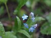 エゾムラサキ　2 ムラサキ科　青色　100629　白頭山　44_R